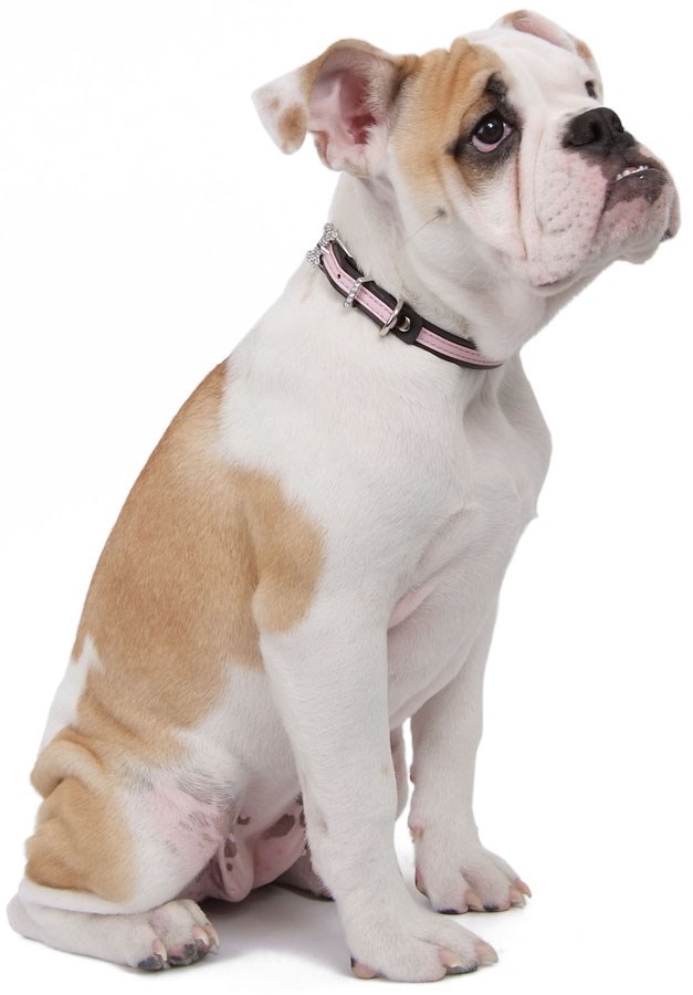 Sisi Halsbånd - Blå