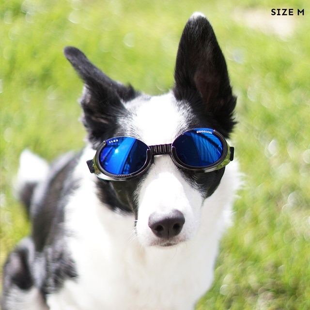 Hundebriller ILS - Shiny Black / Blue Lens