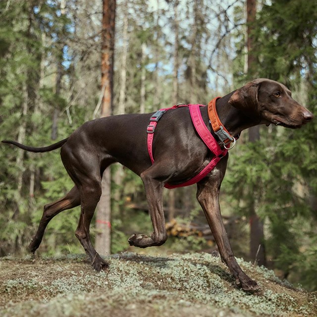 Hurtta Casual Halsbånd ECO - Cinnamon