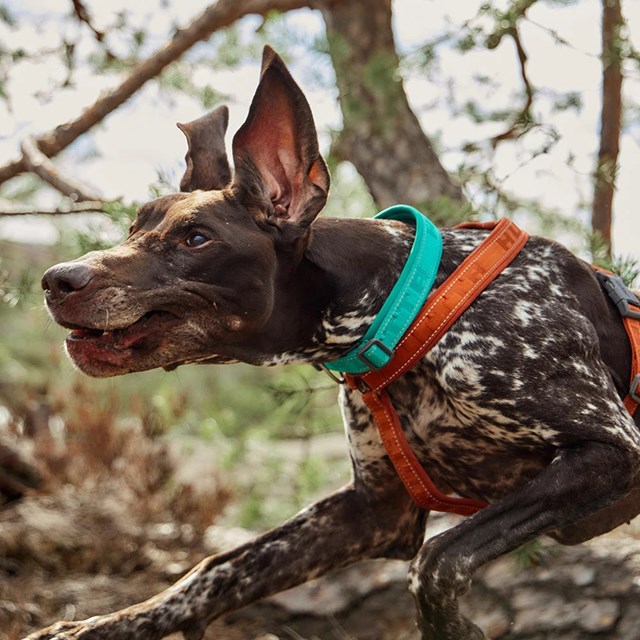 Hurtta Casual Halsbånd ECO - Cinnamon