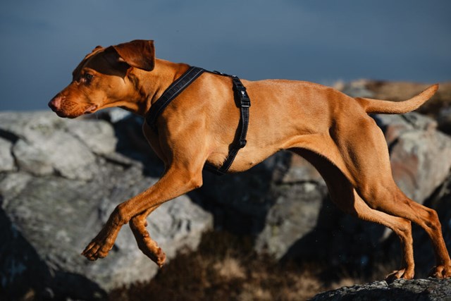 Hurtta Casual Y-Sele Raven