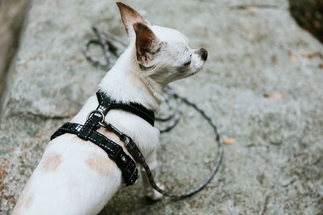 Hurtta Casual Y-Sele Raven