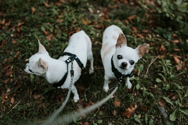 Hurtta Casual Y-Sele Raven