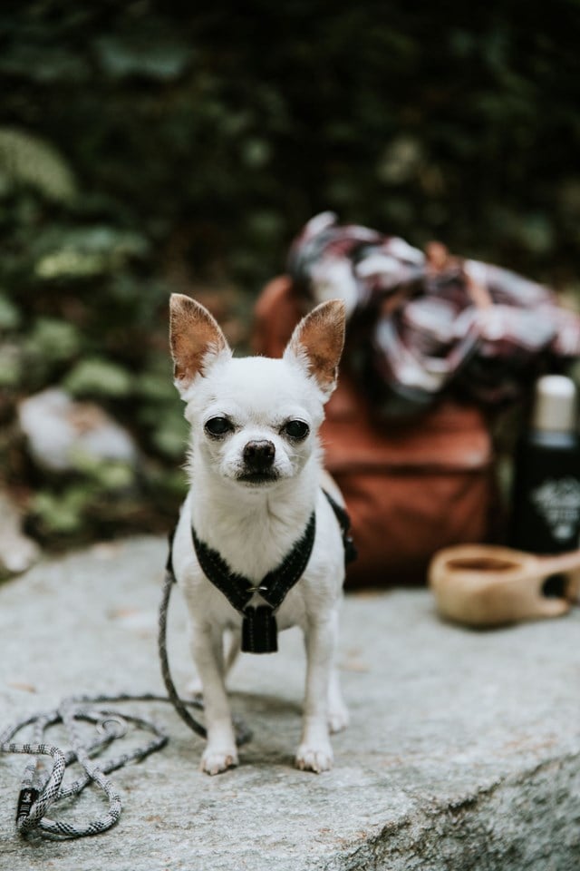 Hurtta Casual Y-Sele Raven