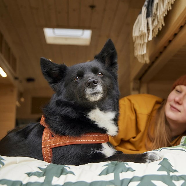 Hurtta Casual Hundesele ECO - Cinnamon