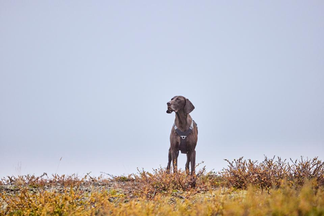 Hurtta Rover Hundesele - Raven