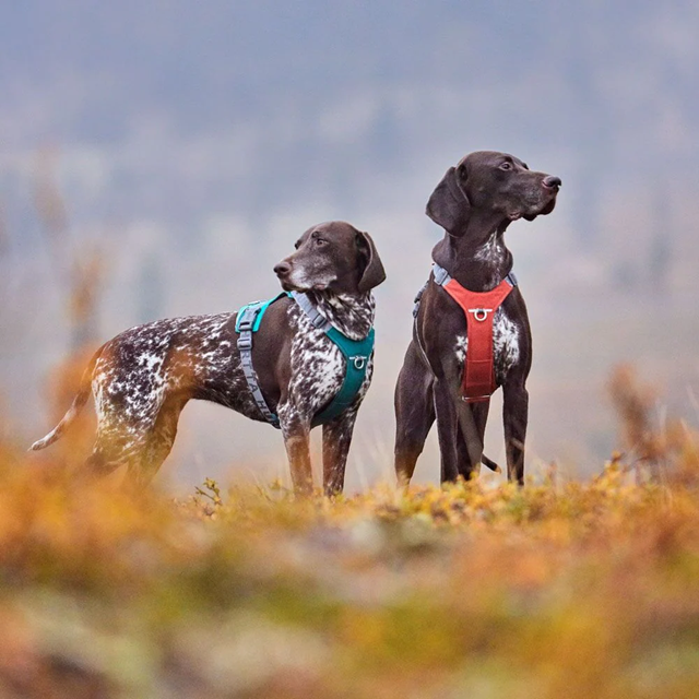 Hurtta Rover Hundesele - Raven