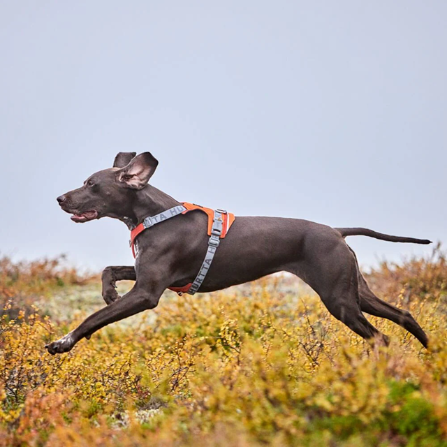 Hurtta Rover Hundesele - Raven