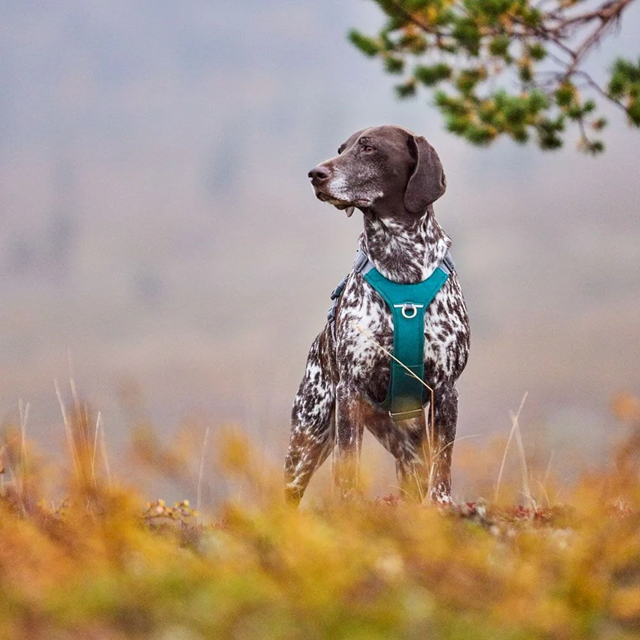 Hurtta Rover Hundesele - Raven