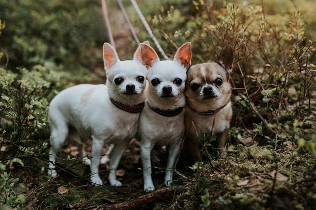 Hurtta Casual Halsbånd Raven