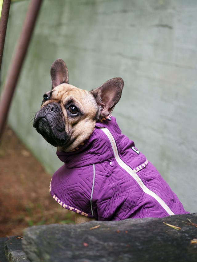 Casual Quiltet Hundejakke Heather