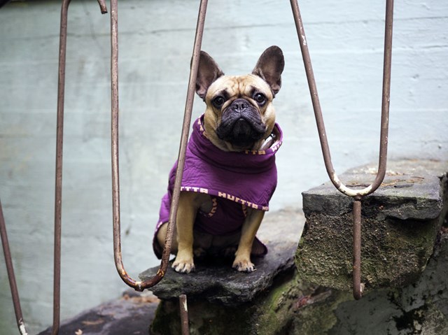 Casual Quiltet Hundejakke Heather