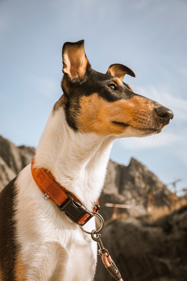 Casual Halsbånd Kanel