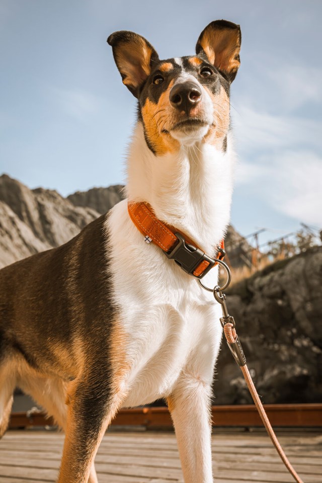 Casual Halsbånd Kanel