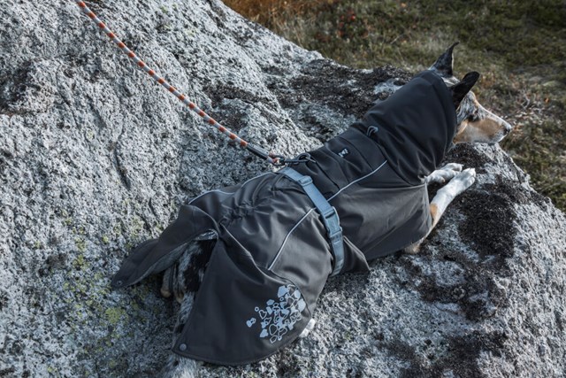 Extreme Warmer Blackberry Ny 2020