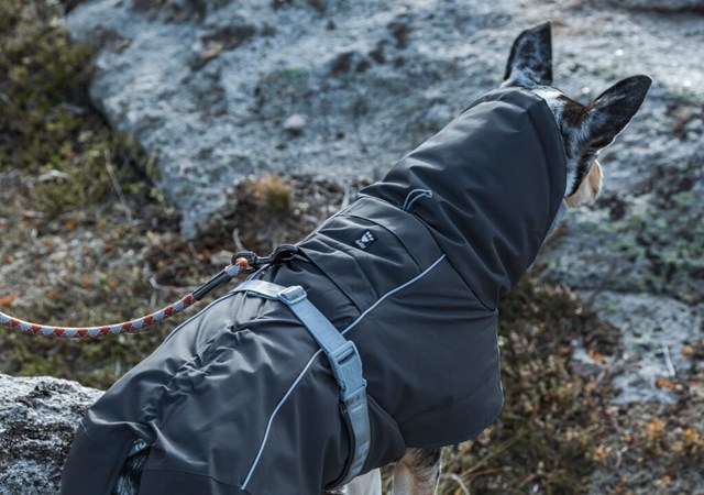 Extreme Warmer Blackberry Ny 2020