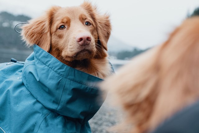 Hurtta Monsoon Regnjakke Blåbær
