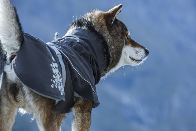 Hurtta Monsoon Regnjakke Bjørnebær