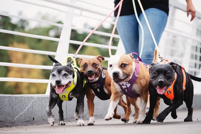 Hurtta Weekend Warrior Sele Neon Lemon