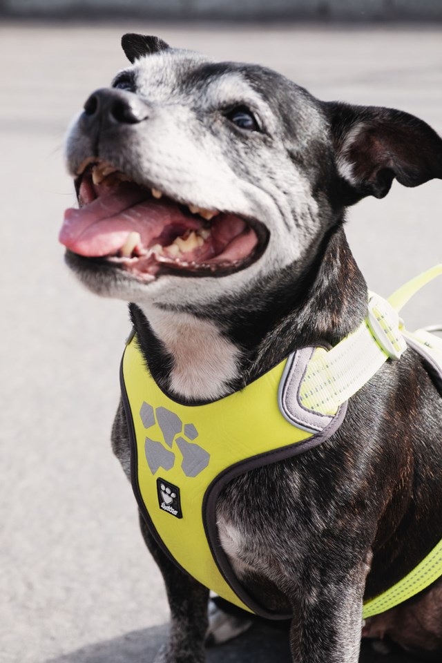 Hurtta Weekend Warrior Sele Neon Lemon