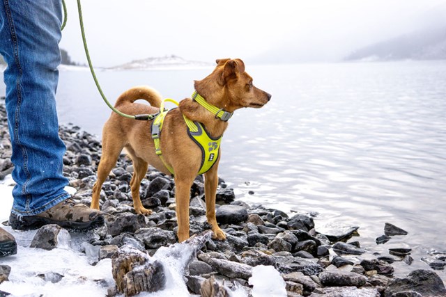 Hurtta Weekend Warrior Sele Neon Lemon