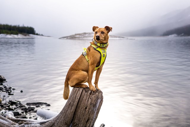 Hurtta Weekend Warrior Sele Neon Lemon