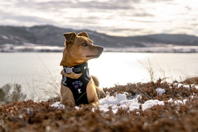 Hurtta Weekend Warrior Sele Raven