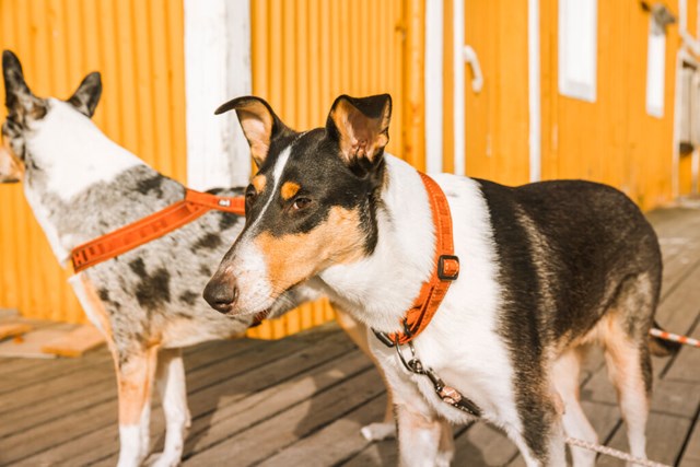 Casual Halsbånd Kanel