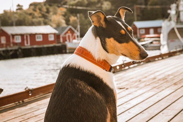 Casual Halsbånd Kanel