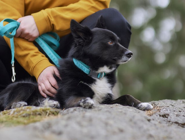 CASUAL REFLECTIVE LEASH ECO Peacock
