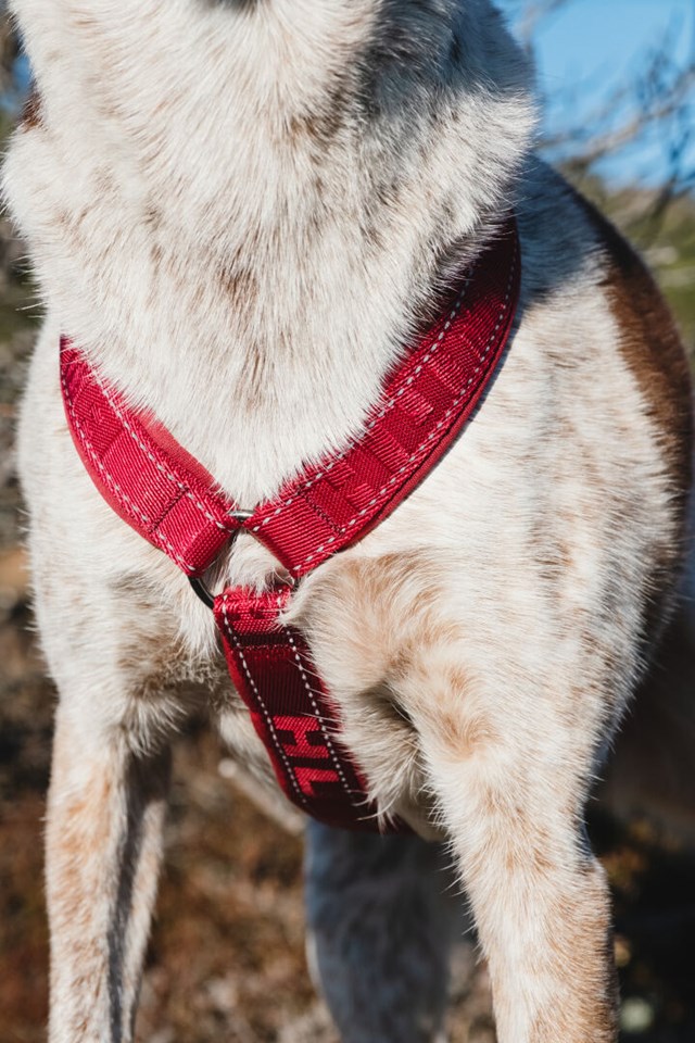 Hurtta Casual Y-harness Lingonberry