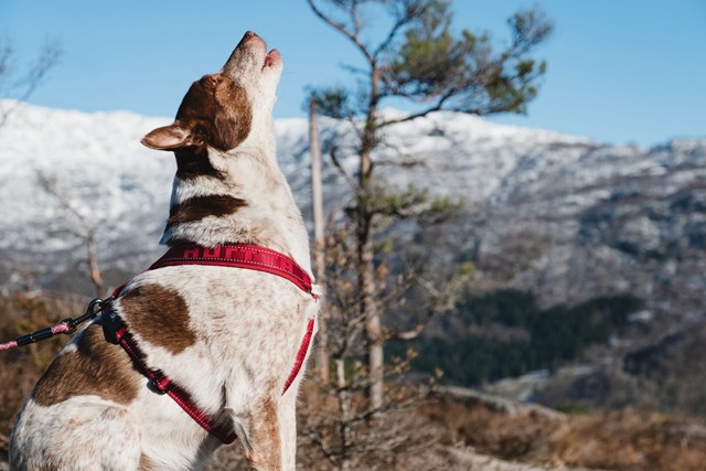 Hurtta Casual Y-harness Lingonberry