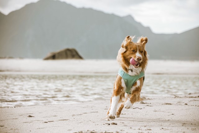 Cooling Wrap Kjølevest - Aquamarine