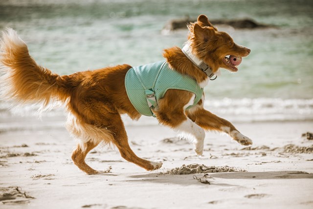 Cooling Wrap Kjølevest - Aquamarine