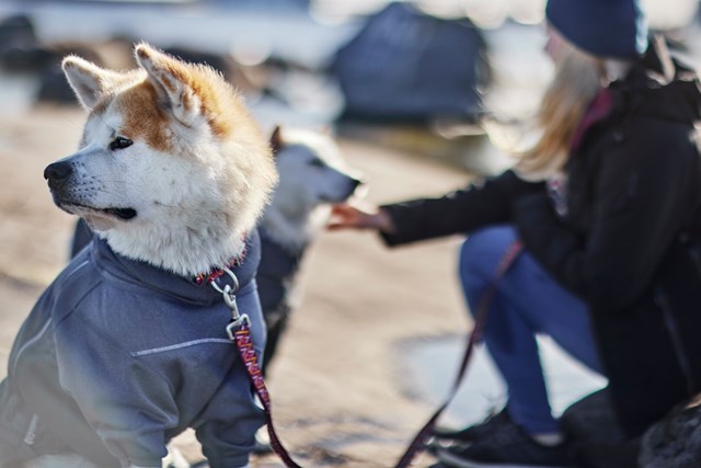 Midlayer Overall - Bjørnebær