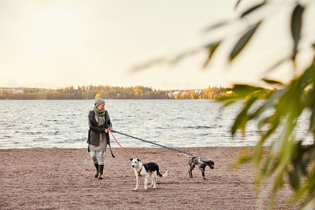 Razzle Dazzle Y-Sele - Beetroot