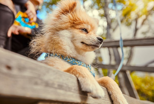 Razzle Dazzle Y-Sele - Bilberry