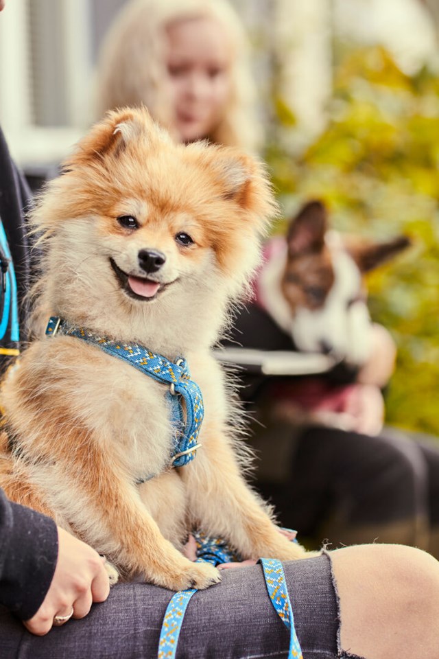 Razzle Dazzle Y-Sele - Bilberry