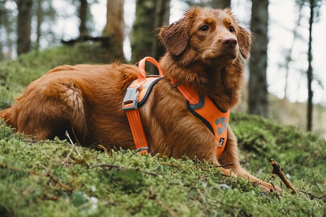 Hurtta Weekend Warrior Sele Neon Orange