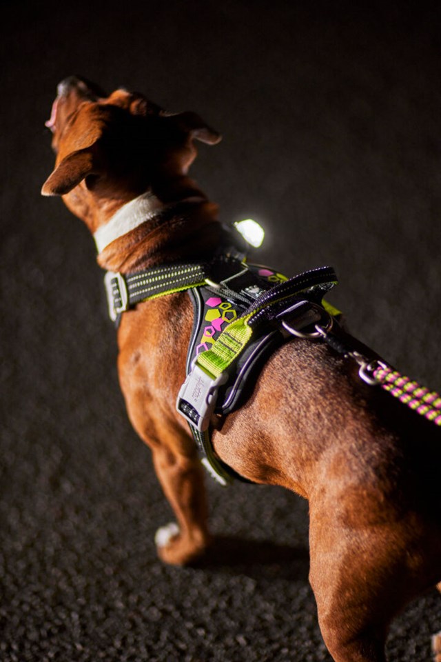 Weekend Warrior Neon Sele - Licorice