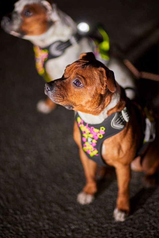 Weekend Warrior Neon Sele - Licorice