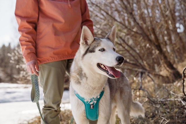 Hurtta Weekend Warrior Sele Peacock