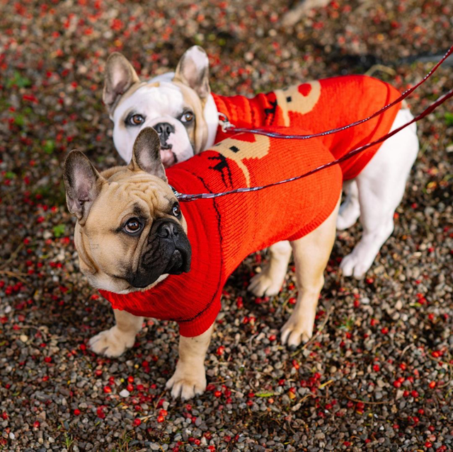 Rudolfs Röda - Strikket Hundegenser