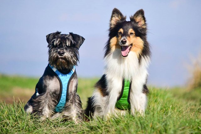 Zero DC Shorter Turkis & Svart