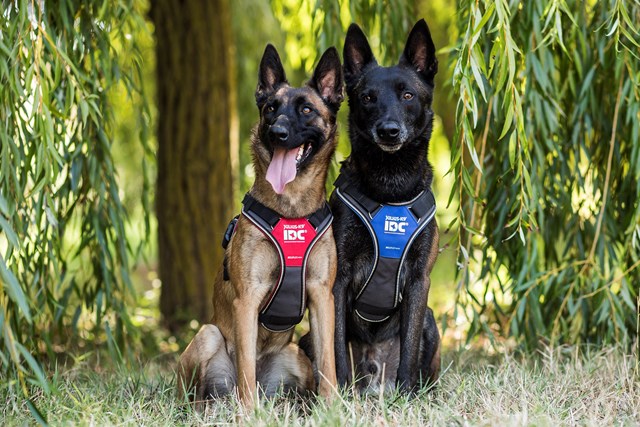 K9 IDC Longwalk Blå/Grå