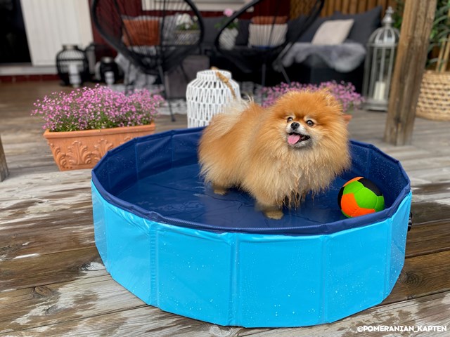 Sammenleggbart Hundebasseng - Blå