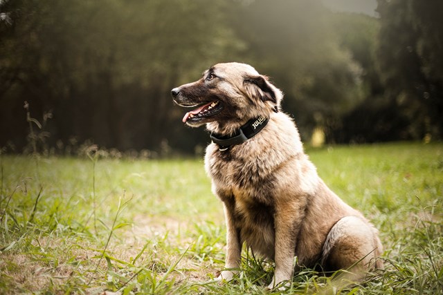 Julius K9 SuperGrip Halsbånd Svart