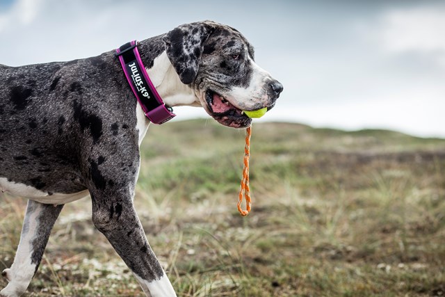 Julius K9 SuperGrip Halsbånd Rosa