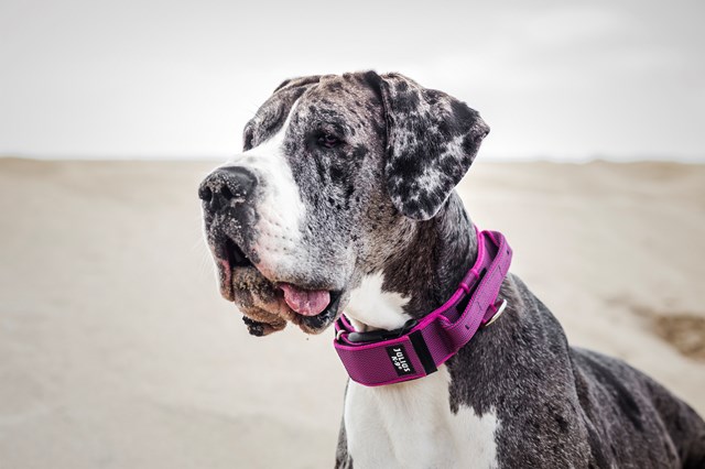 Julius K9 SuperGrip Halsbånd Rosa