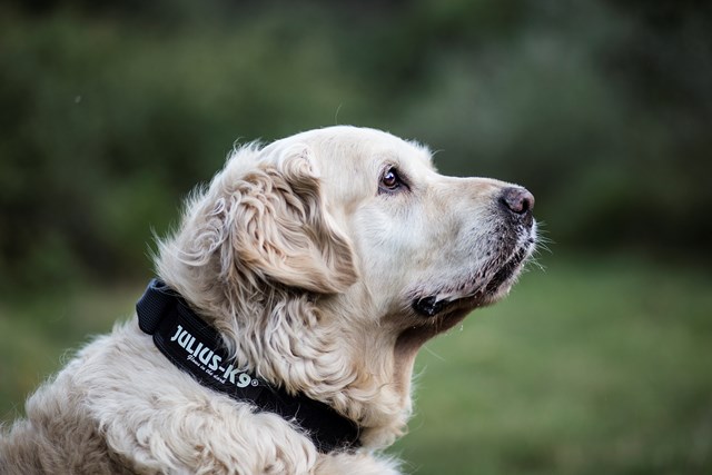 Julius K9 SuperGrip Halsbånd Svart